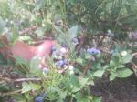 Куст голубики сорт Блюкроп