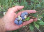 Куст голубики сорт Блюкроп
